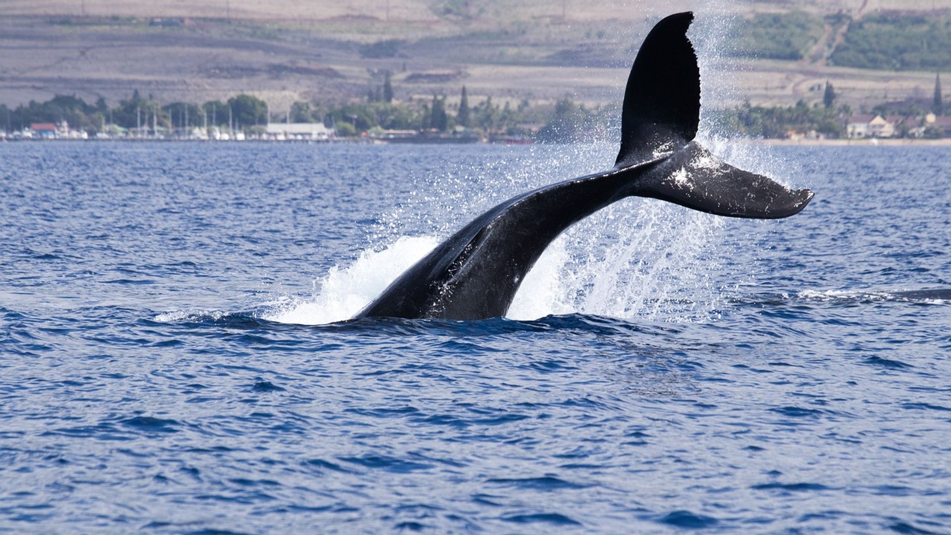 crypto’s-most-watched-whale-gets-fully-liquidated-after-placing-billions-in-risky-bets